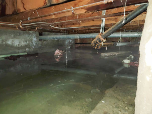 Best Water damage cleanup near me  in Pikeville, TN